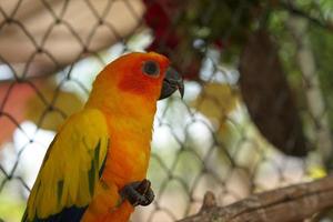 papagaios coloridos no parque foto