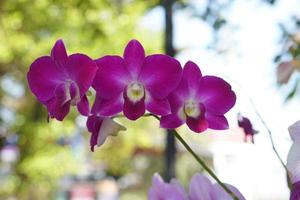 lindas flores de orquídea no parque foto