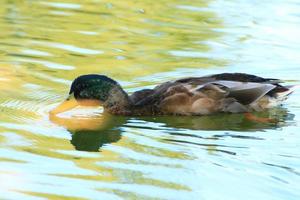 patos selvagens no lago perto do rio Danúbio na alemanha foto