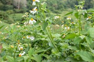 pequenas flores brancas no vasto vale foto