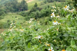 pequenas flores brancas no vasto vale foto