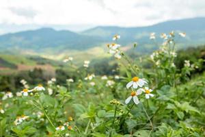 pequenas flores brancas no vasto vale foto