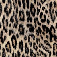 padrão de leopardo sem costura, pele de leopardo, estampa animal. foto