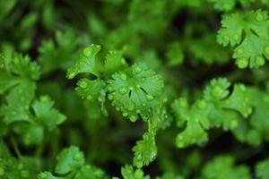 folhas de coentro com gota de água na horta. vegetal para design de conceito de saúde, alimentação e agricultura. fundo de folhas de coentro orgânico. foto