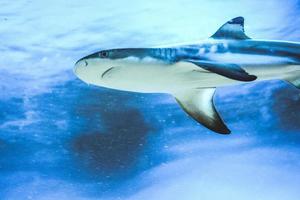 tubarão carcharhinus melanopterus nadando debaixo d'água, fundo azul foto