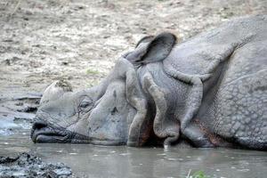 rinoceronte deitado na lagoa foto