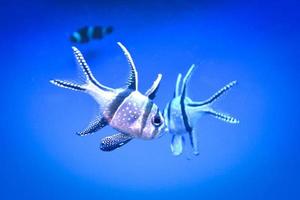 banggai cardeal peixe nadando debaixo d'água, fundo azul foto