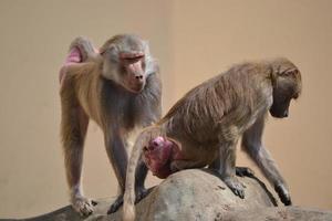 babuínos - macacos sentados em uma pedra foto