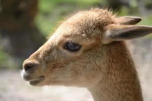 lama - fotografia em close foto