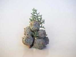 sementes de cipreste do arizona scient. nome cupressus arizonica foto