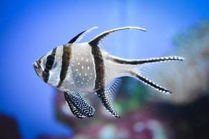 peixe cardeal de banggai nadando debaixo d'água, recife de coral ao fundo foto