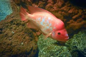 peixes amphilophus citrinellus nadando, recifes de corais ao fundo foto