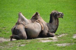 camelo deitado na grama foto