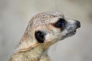 meerkat - cabeça, close-up foto