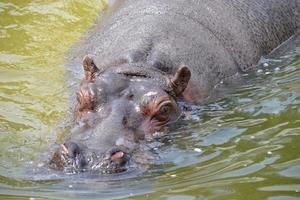 hipopótamo nadando na água foto