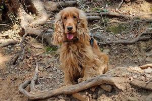 retrato de cocker spaniel olhando para você foto