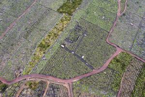 pico ilha açores vinhedo uvas protegidas por lava stone vista aérea foto