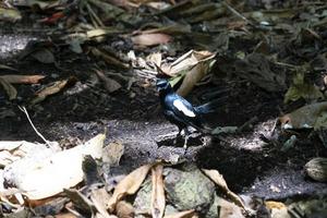 pega endêmica pássaro robin primo ilha seychelles foto