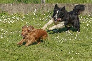 feliz cocker spaniel correndo na grama verde com border collie foto