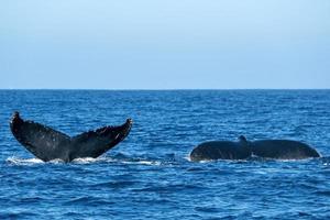 baleia jubarte batendo o rabo em cabo san lucas foto