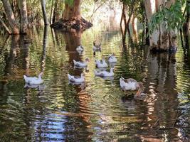 belas reflexões de cascas de árvores e gansos nadando no lago em athalassa, chipre foto