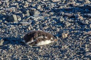 filhote de pinguim gentoo bonito dormindo nas rochas, ilhas shetland do sul, antártica foto