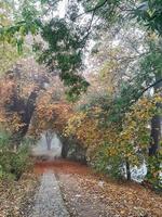 paisagem de outono perto do rio danúbio, cidade de regensburg, europa. caminhando pela floresta em um dia nublado. foto