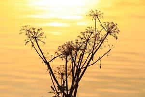 grama e folhas silhueta ao pôr do sol perto do rio foto