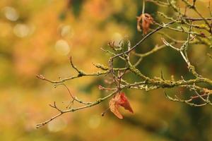 folhas de outono coloridas do bordo japonês foto