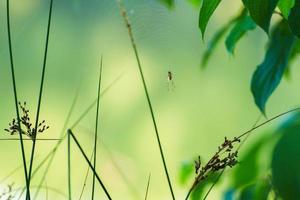 silhueta de aranha na grama sobre fundo verde foto