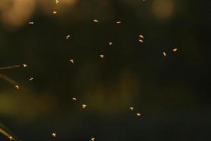 enxame de mosquitos voando na luz do pôr do sol foto