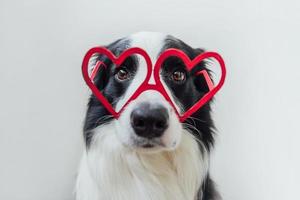 rua conceito de dia dos namorados. engraçado cachorrinho border collie em óculos em forma de coração vermelho isolados no fundo branco. lindo cachorro apaixonado comemorando o dia dos namorados. amo o cartão postal de romance apaixonado. foto