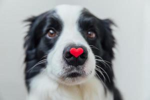 rua conceito de dia dos namorados. retrato engraçado cachorrinho bonitinho border collie segurando coração vermelho no nariz isolado no fundo branco. lindo cachorro apaixonado no dia dos namorados dá presente. foto