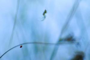 silhueta de aranha na grama sobre fundo azul foto