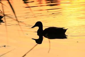 o ganso selvagem flutua no lago noturno enquanto a luz dourada reflete na bela superfície da água. foto