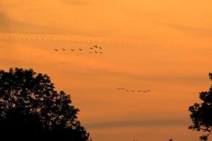 pássaros voando no céu do pôr do sol foto