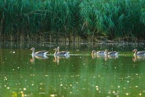 patos selvagens no lago perto do rio Danúbio na alemanha foto