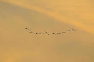 pássaros voando no céu do pôr do sol foto