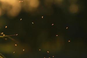 enxame de mosquitos voando na luz do pôr do sol foto