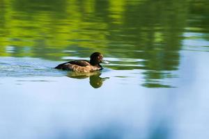 patos selvagens no lago perto do rio Danúbio na alemanha foto