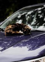 um gato dormindo no carro.