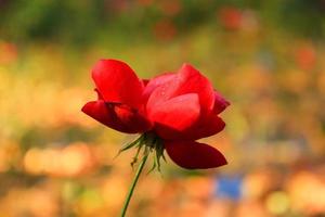 linda rosa vermelha em um jardim na temporada de outono foto