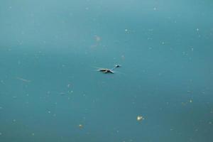 libélula se afogando na água do lago foto
