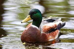 patos selvagens no lago perto do rio Danúbio na alemanha foto