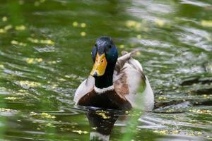 patos selvagens no lago perto do rio Danúbio na alemanha foto