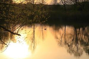 grande mergulhão-de-crista nadando em um lago dourado enquanto o pôr do sol está refletindo na água. imagem minimalista com a silhueta da ave aquática. foto