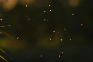 enxame de mosquitos voando na luz do pôr do sol foto