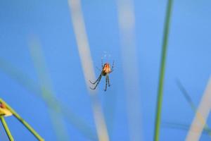 silhueta de aranha na grama sobre fundo azul foto