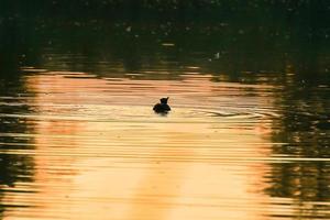 o ganso selvagem flutua no lago noturno enquanto a luz dourada reflete na bela superfície da água. foto