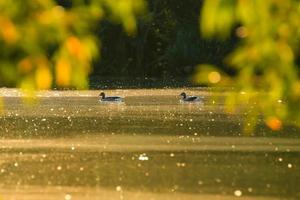 o ganso selvagem flutua no lago noturno enquanto a luz dourada reflete na bela superfície da água. foto